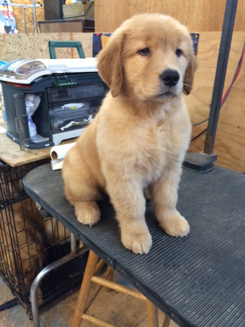 GOLDEN-B-BEAR Kennels, Golden Retrievers - Plymouth, New Hampshire